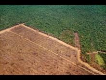 Embedded thumbnail for Cerrado region in Brazil is in danger