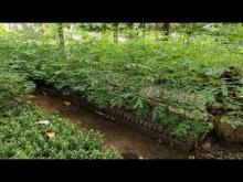 Embedded thumbnail for Planter des arbres dans la ville - Rondônia Brazil