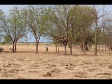 Embedded thumbnail for A luta contra o avanço do deserto na região do Extremo Norte de Camarões