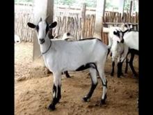 Embedded thumbnail for Animais de pequeno ou de grande porte no semiárido?