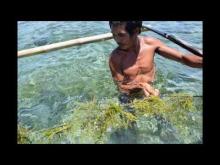 Embedded thumbnail for Seaweed farming