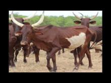 Embedded thumbnail for De vergelijking tussen traditionele en moderne veehouders in Burundi.