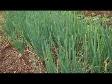 Embedded thumbnail for Productive Backyard: transforming the lives of peasant families