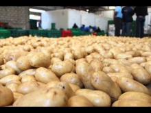 Embedded thumbnail for Planten van aardappelen voor het oogsten van hoop. 