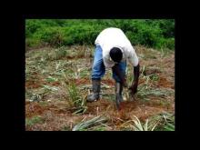 Embedded thumbnail for The story of a Successful Pineapple Grower 