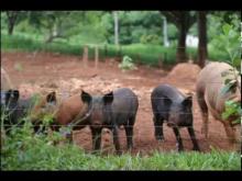 Embedded thumbnail for La Formation dans les Ecoles Familiale Agricoles ( EFA) du Brésil.