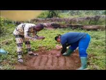 Embedded thumbnail for Family Farm Schools and the promotion of self-employment among youngsters in Cameroon.