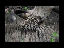 Embedded thumbnail for L´importance de la mangrove dans le district d’Angoche, Mozambique. 