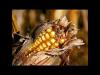 Embedded thumbnail for Buscando alternativas en agricultura