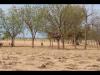 Embedded thumbnail for The fight against the advance of the desert in the Extreme North region of Cameroon.