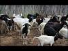 Embedded thumbnail for Sheep farming at Family Farm school ( FFS) Dom Fragoso