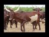 Embedded thumbnail for A comparison between traditional and modern cattle farming