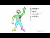 Embedded thumbnail for Language Portraits: Exploring Ourselves from a Language Perspective