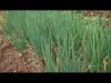 Embedded thumbnail for Productive Backyard: transforming the lives of peasant families