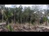 Embedded thumbnail for Stop deforestation ! 